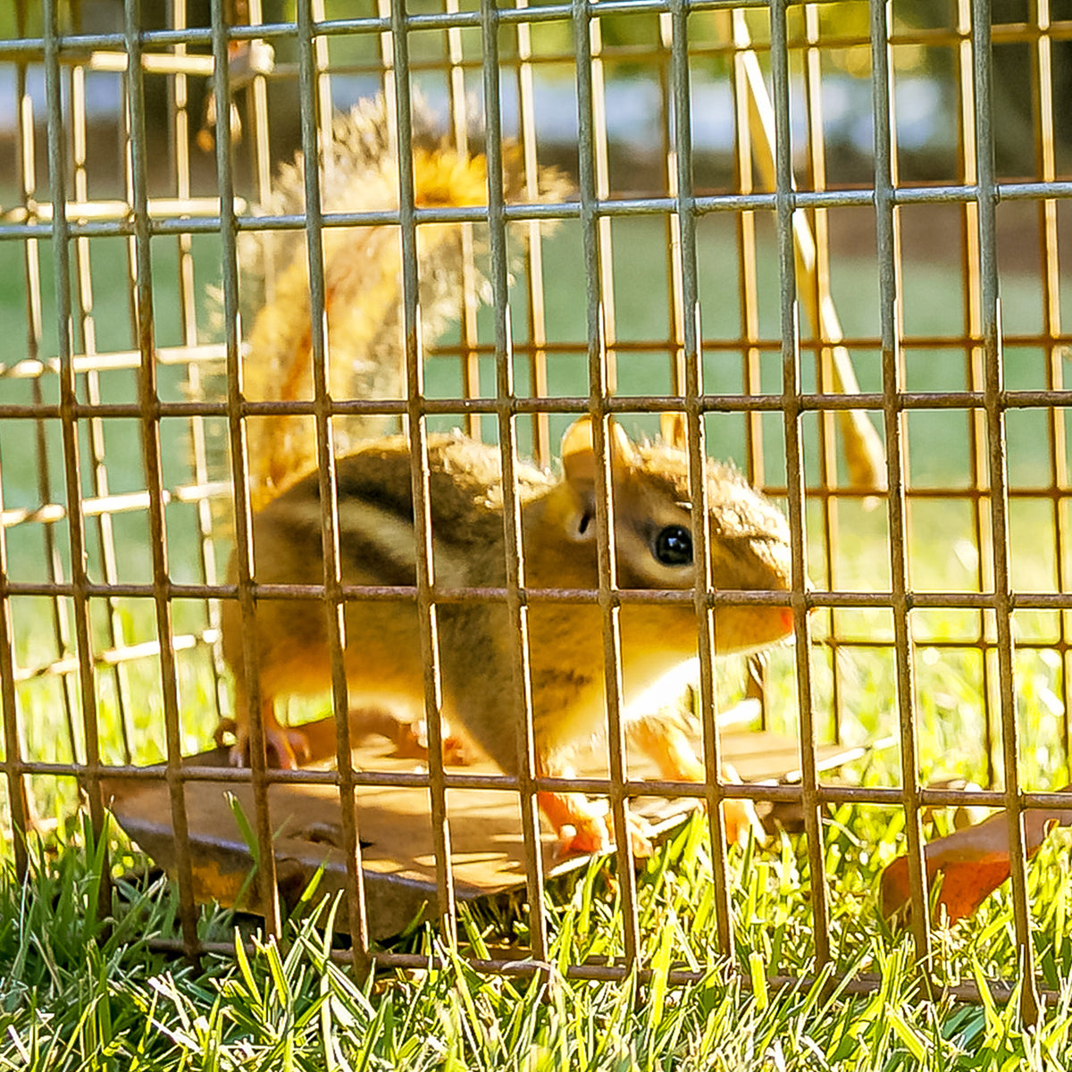 Humane Animal Traps Quality & Rust Resistant i.Pet