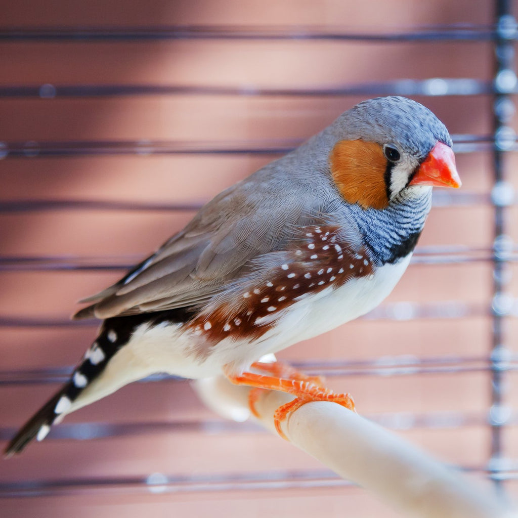 Bird Pet Supplies iPet Australia