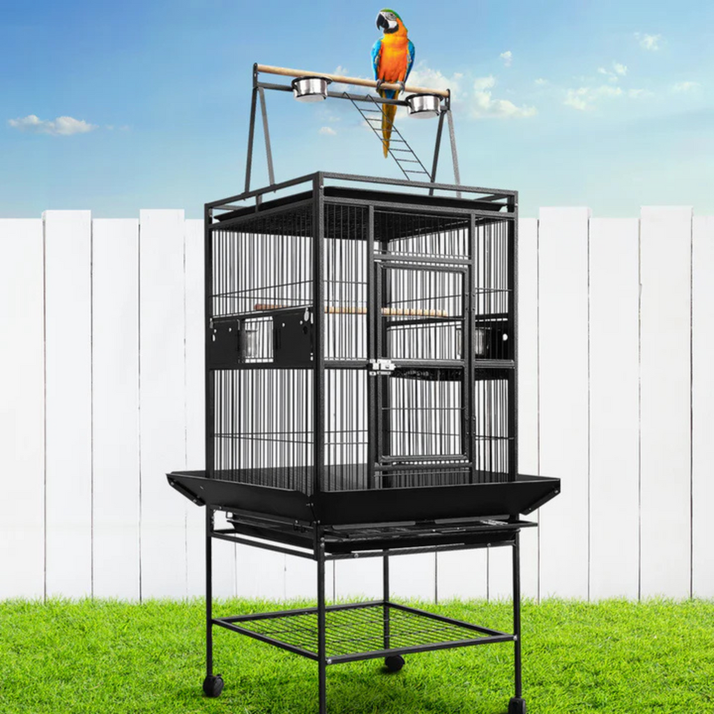 Featured Collection Bird