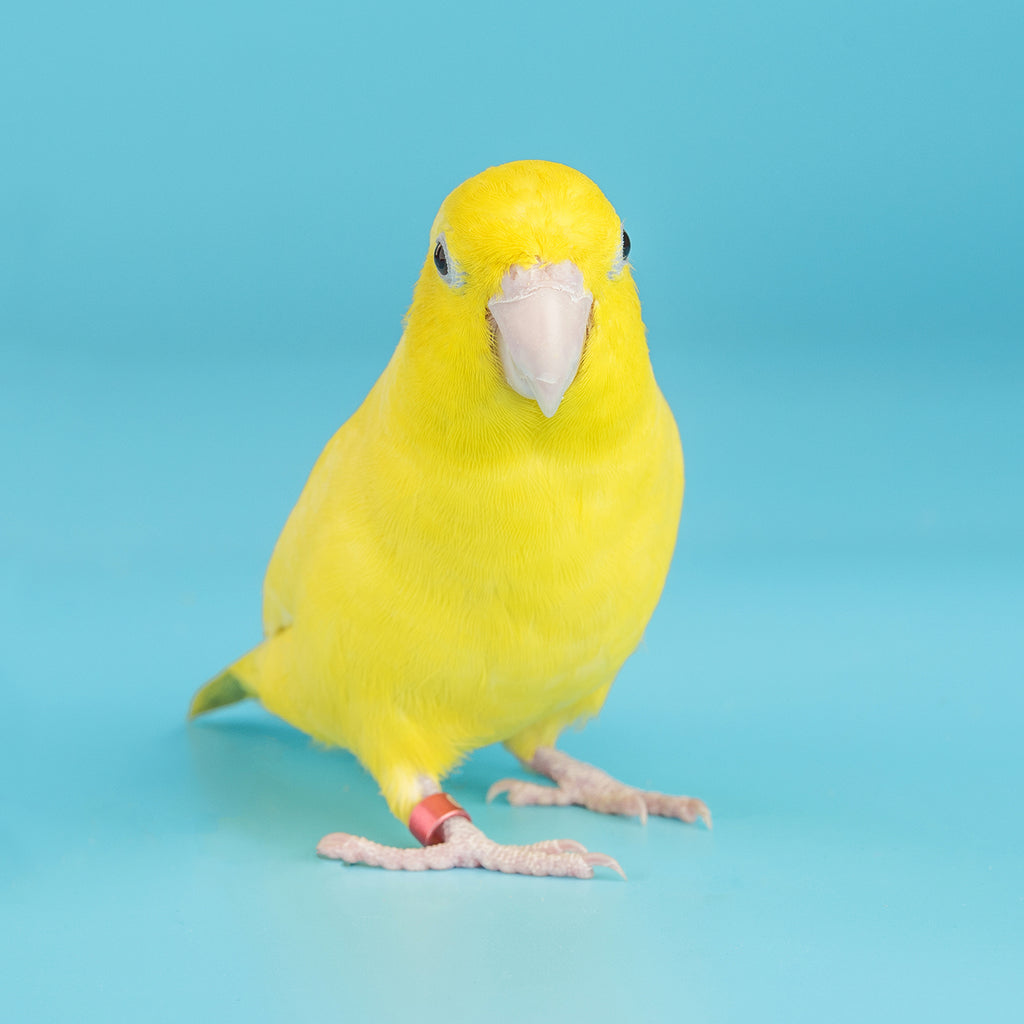 i.Pet Bird Cage Perch i.Pet Pet Supplies Australia
